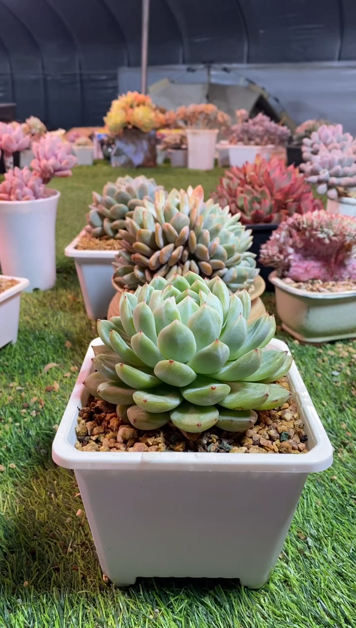 【闪购商品】0671a