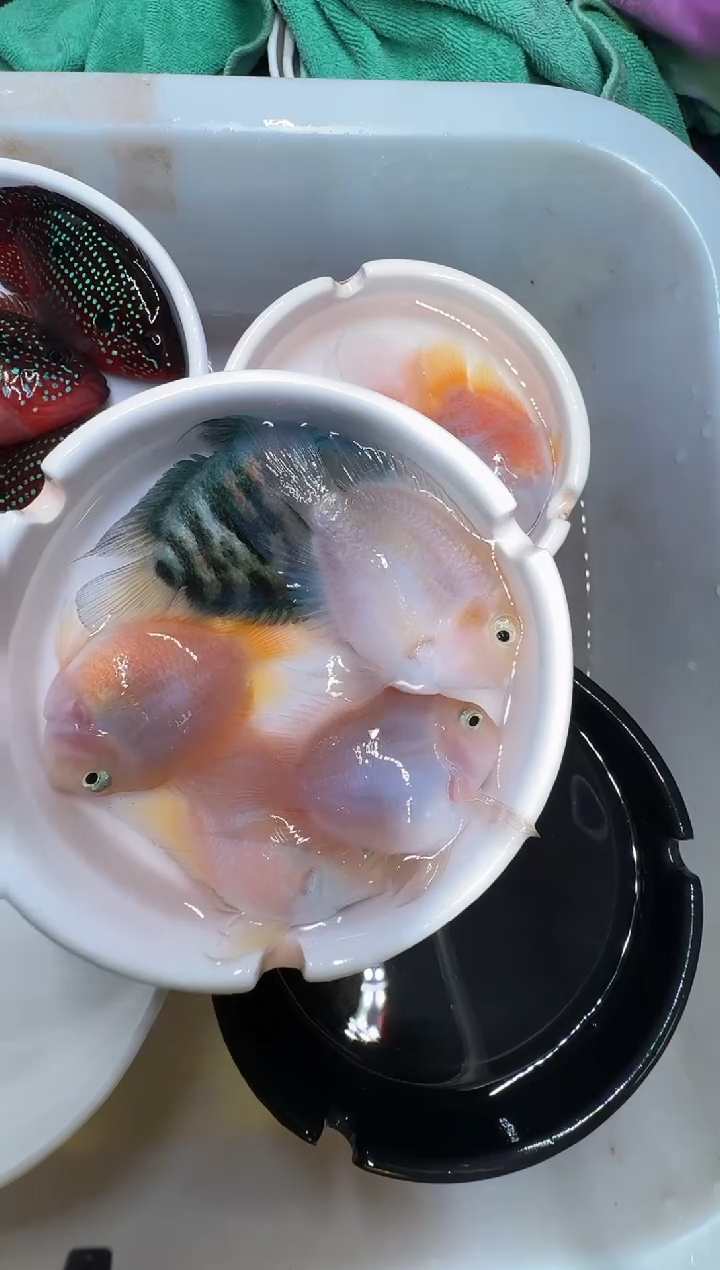 鹦鹉鱼4备1           