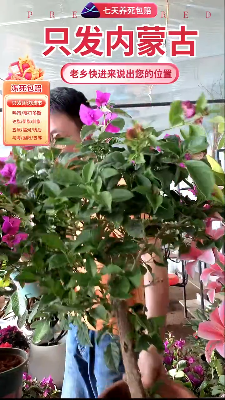 完全开放云南紫三角梅