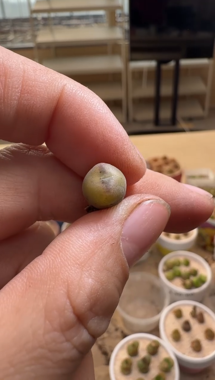 疯狂的多肉石头30-170