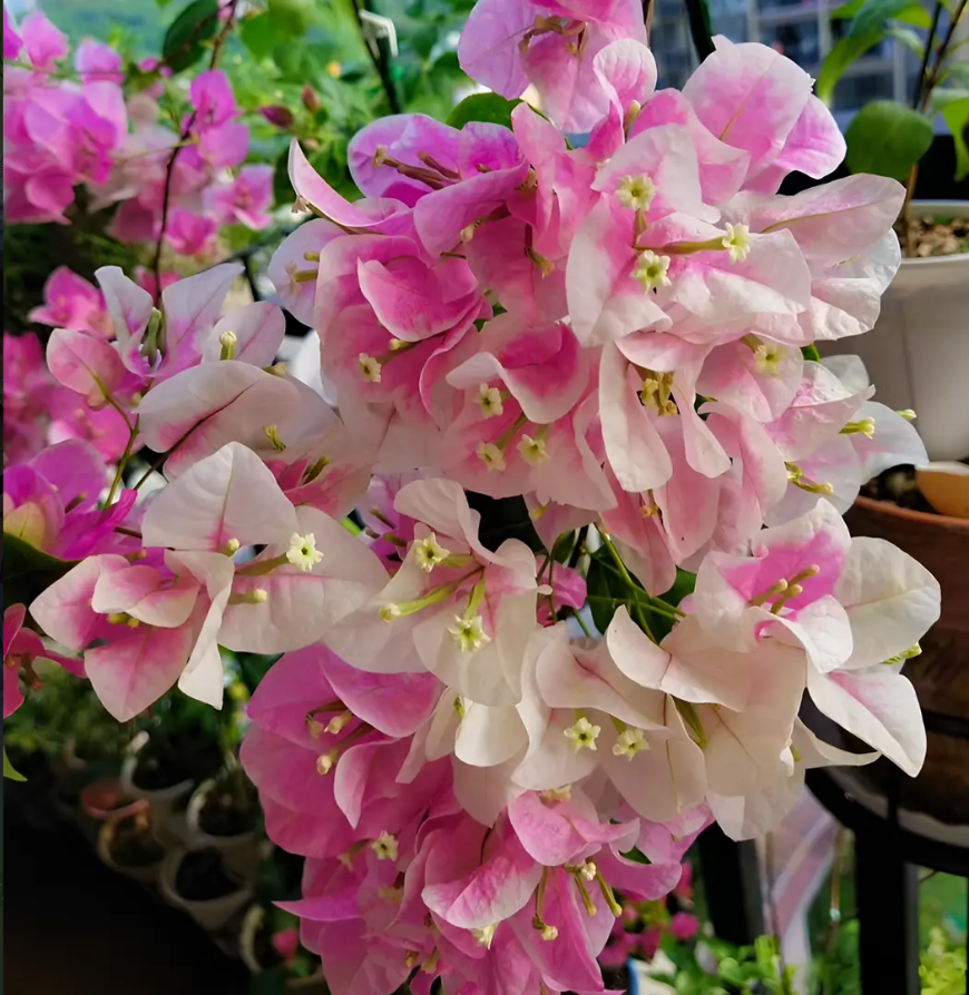 广红樱（带花发货）三角梅小苗稀有品种四季开花阳台花卉