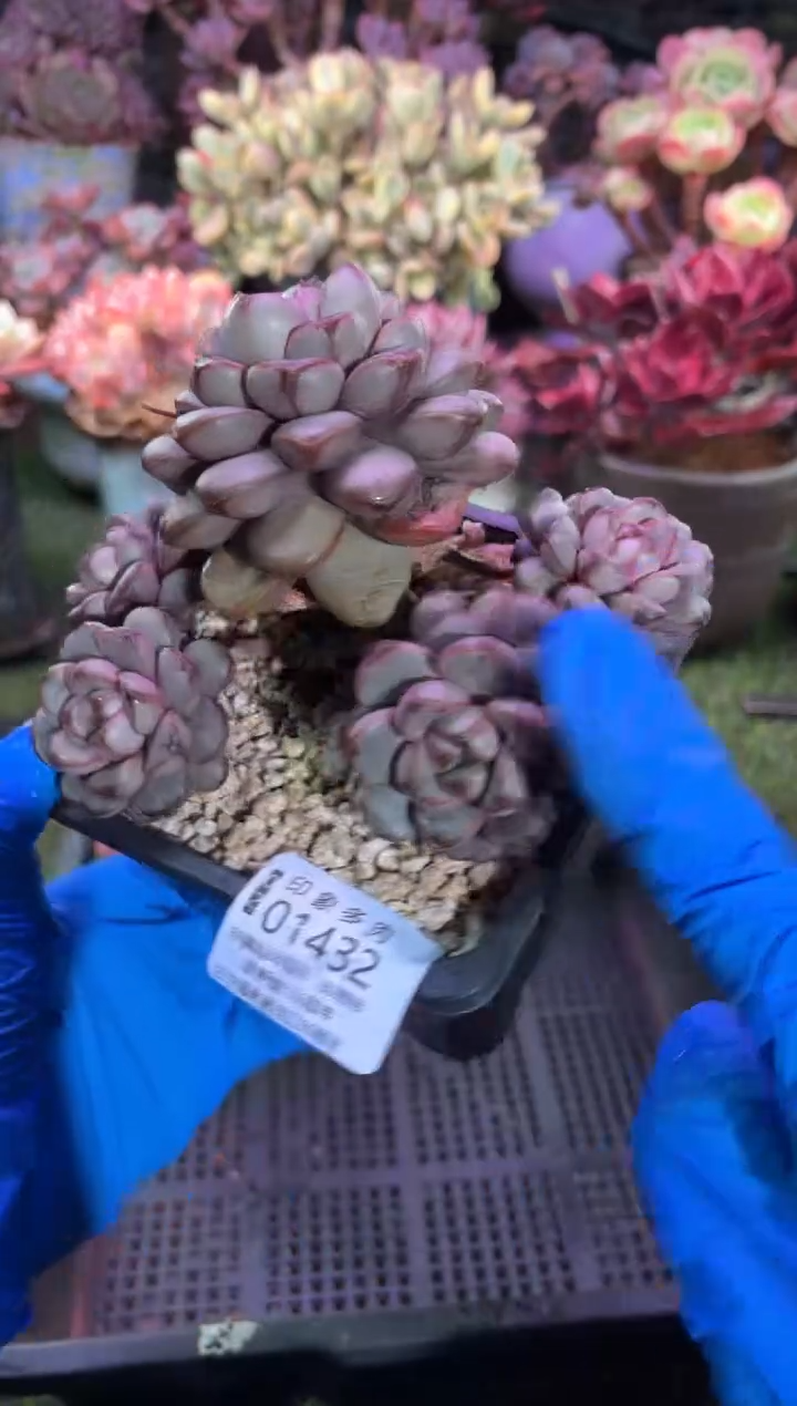 【闪购商品】01432