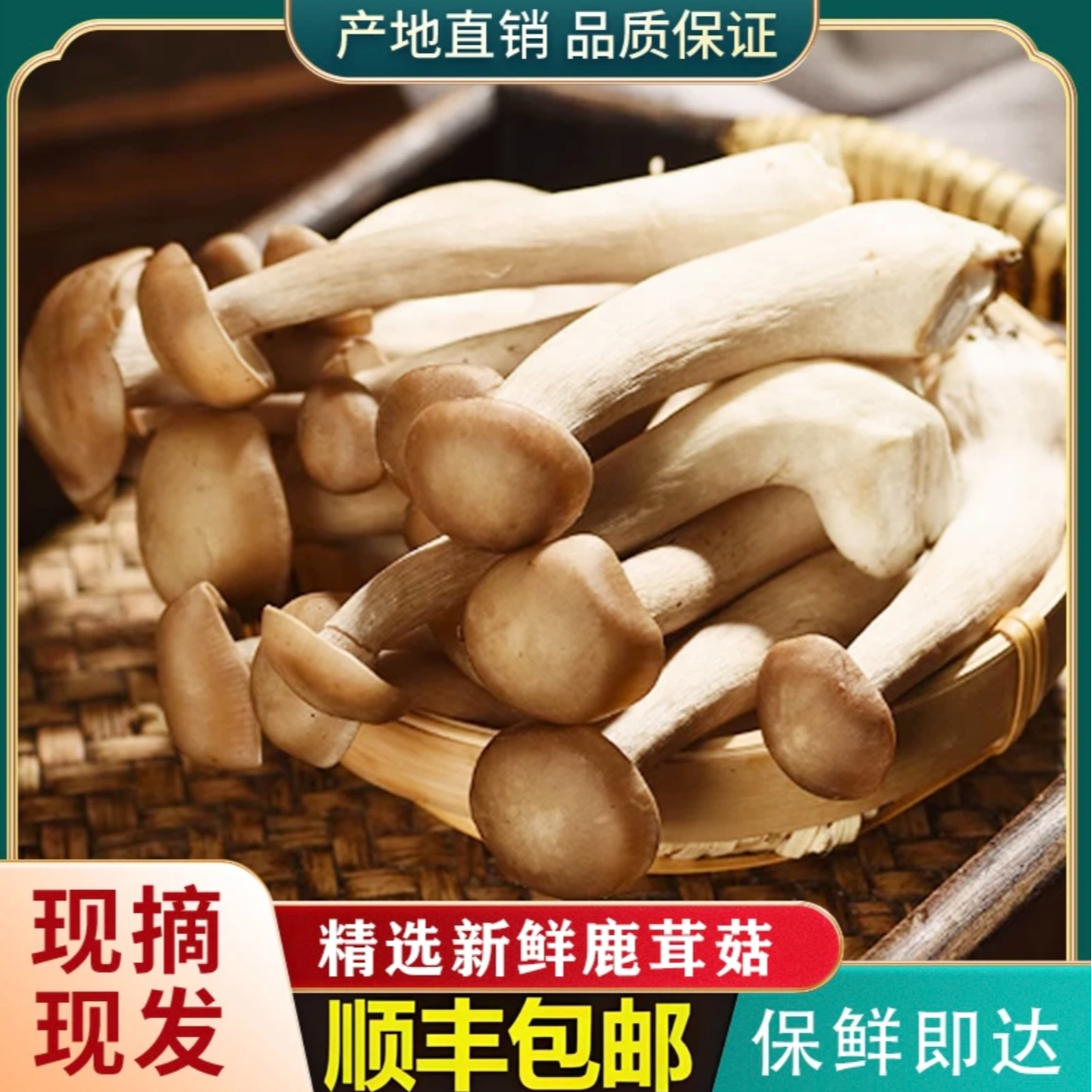 【新鲜采摘】鲜脆鹿茸菇精选超值装煲汤炖汤火锅食材营养饱满食用菌