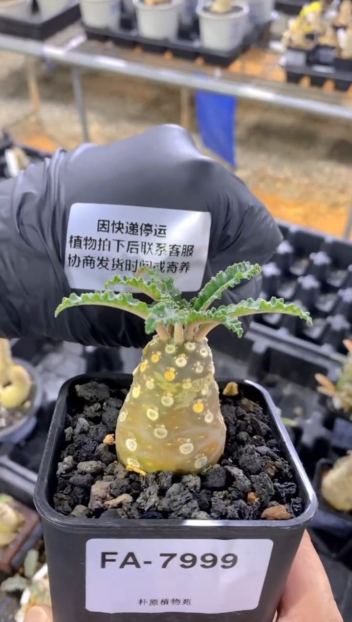 【闪购商品】椰子琉桑FA-7999