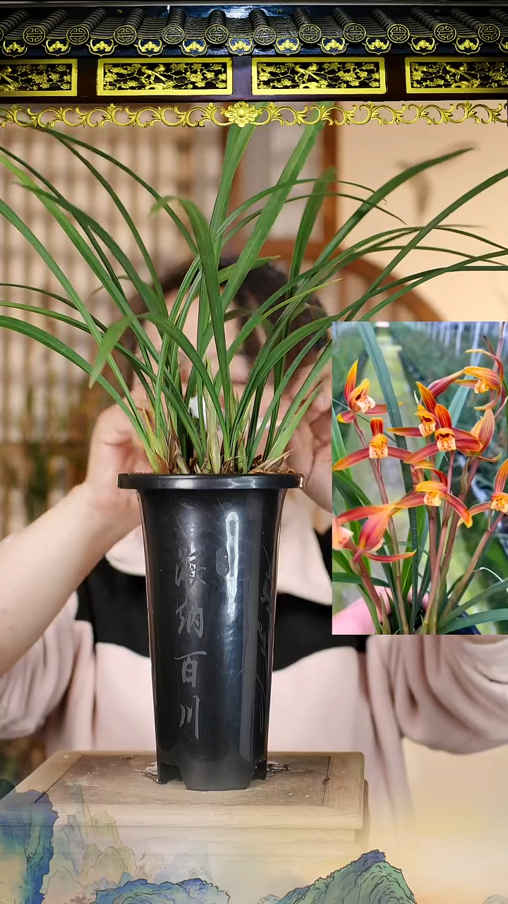 全部花苞朝阳8苗4花