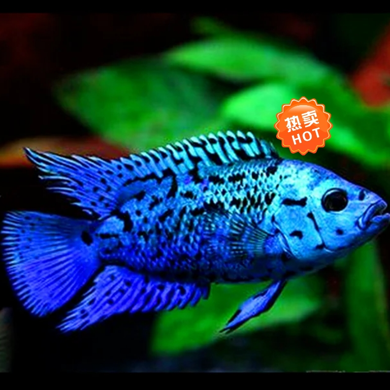 银河星钻淡水鱼好养活