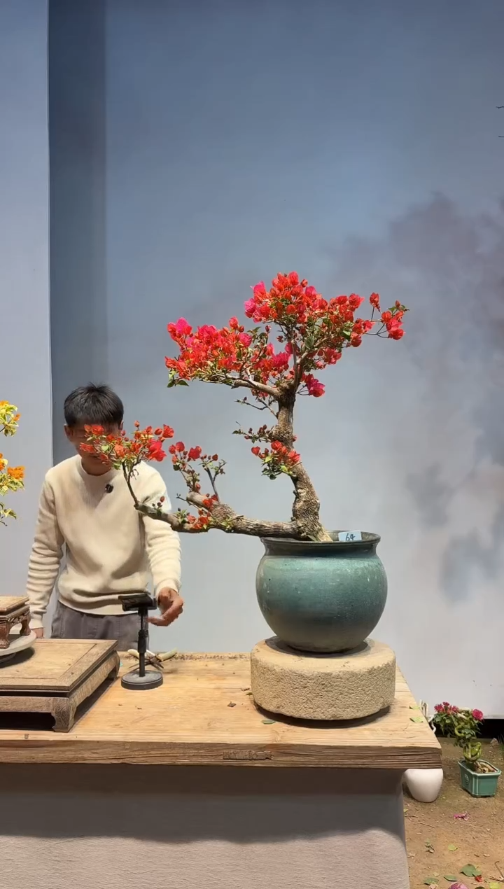 以实际为准三角梅68