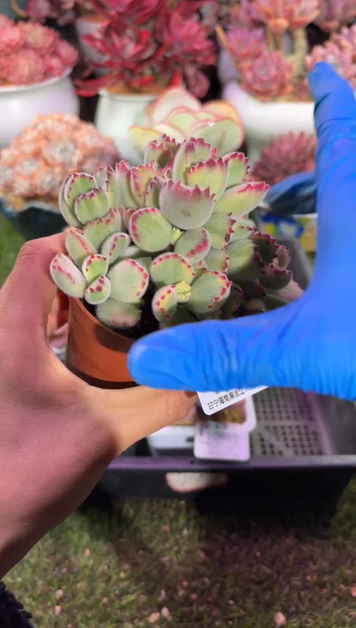 【闪购商品】10870