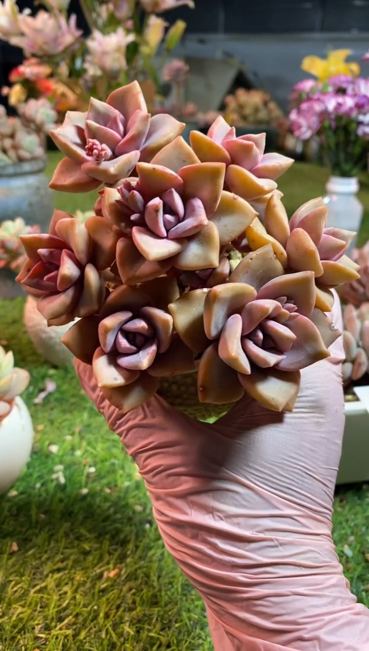 【闪购商品】0520a