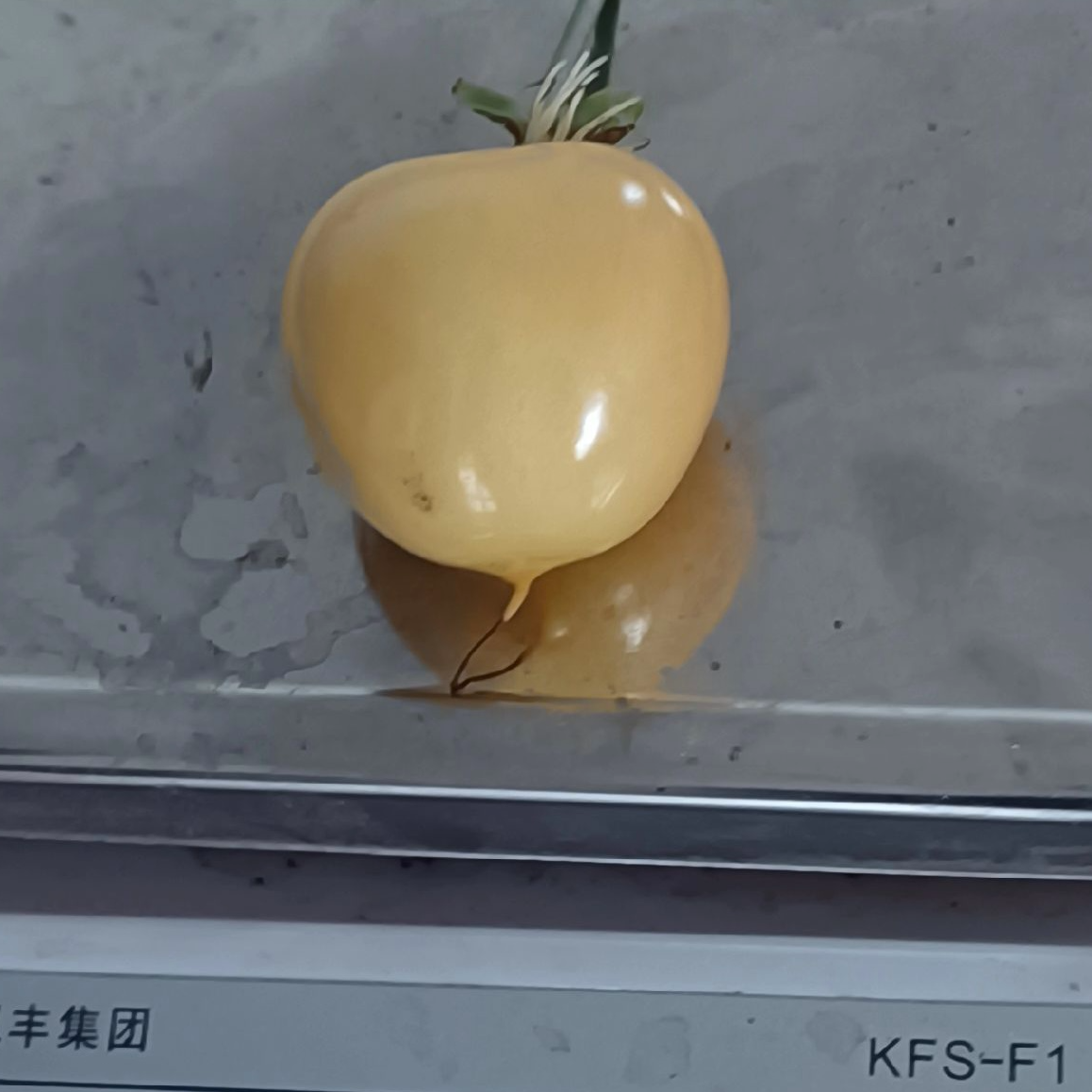 斯凯拉雷车厘子树苗低海拔车厘子树苗贵州发货