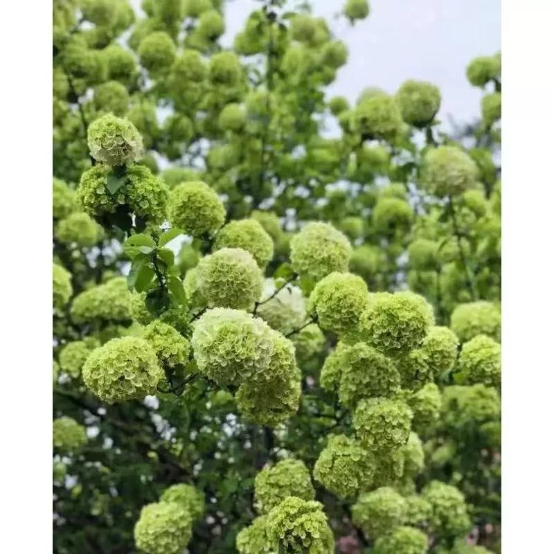 木本绣球中华木绣球斗球庭院阳台花卉庭院别墅花卉正宗中华斗球