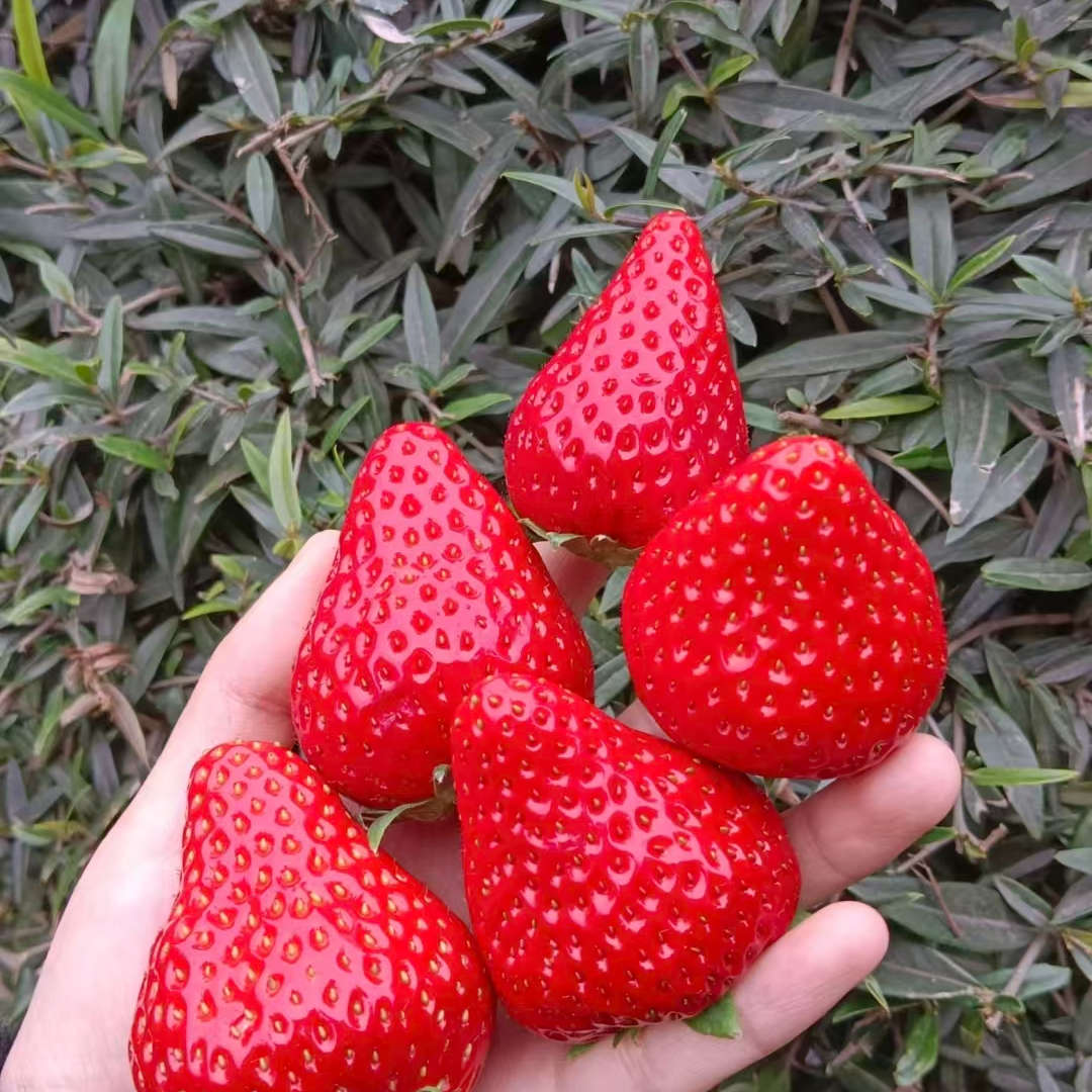 【二姐甄选 益鲜莓成都巧克力草莓】草莓味浓郁 香甜可口