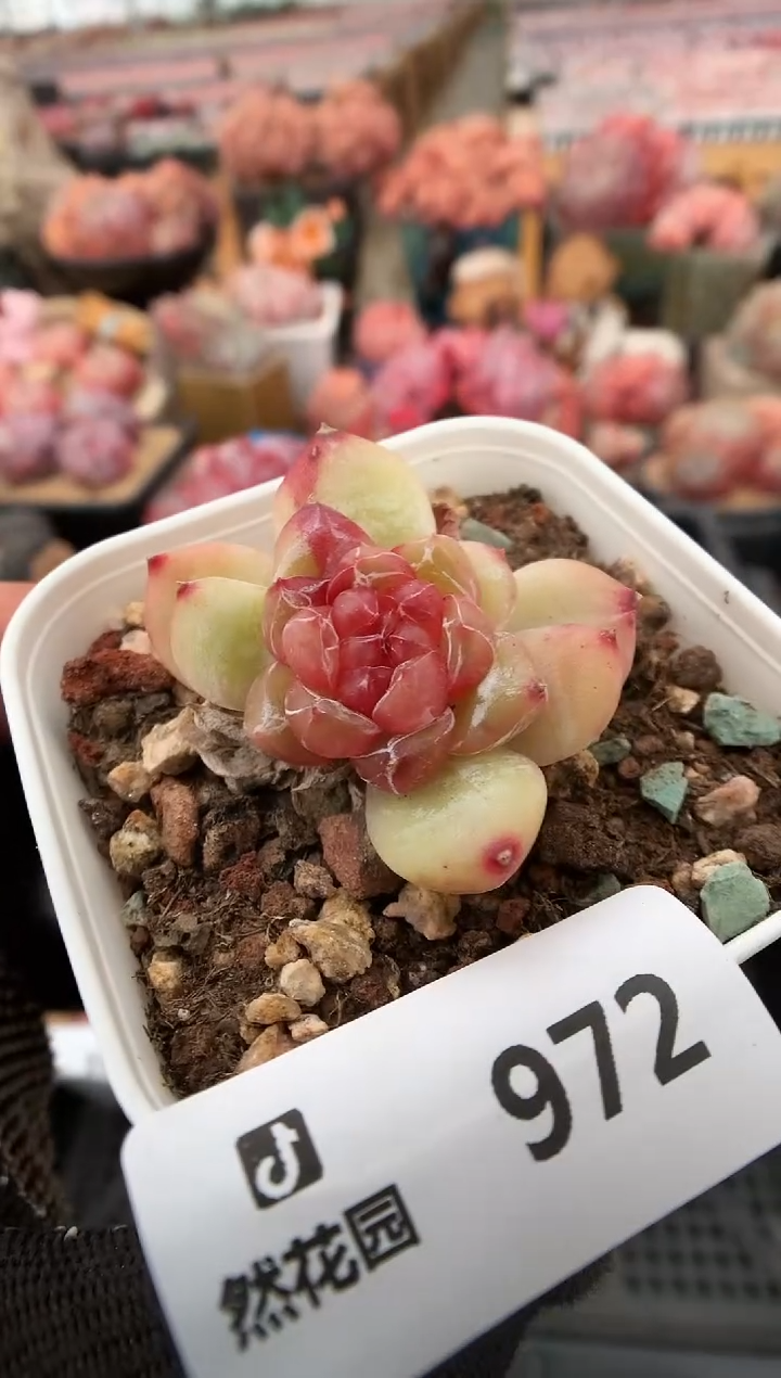 【闪购商品】972珍妮一物一拍