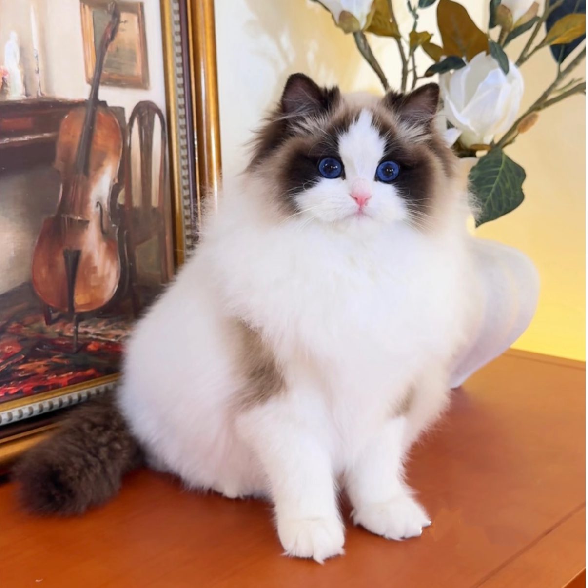 布偶猫金渐层缅因猫德文美短蓝白矮脚猫拿破仑宠物猫幼猫纯种猫