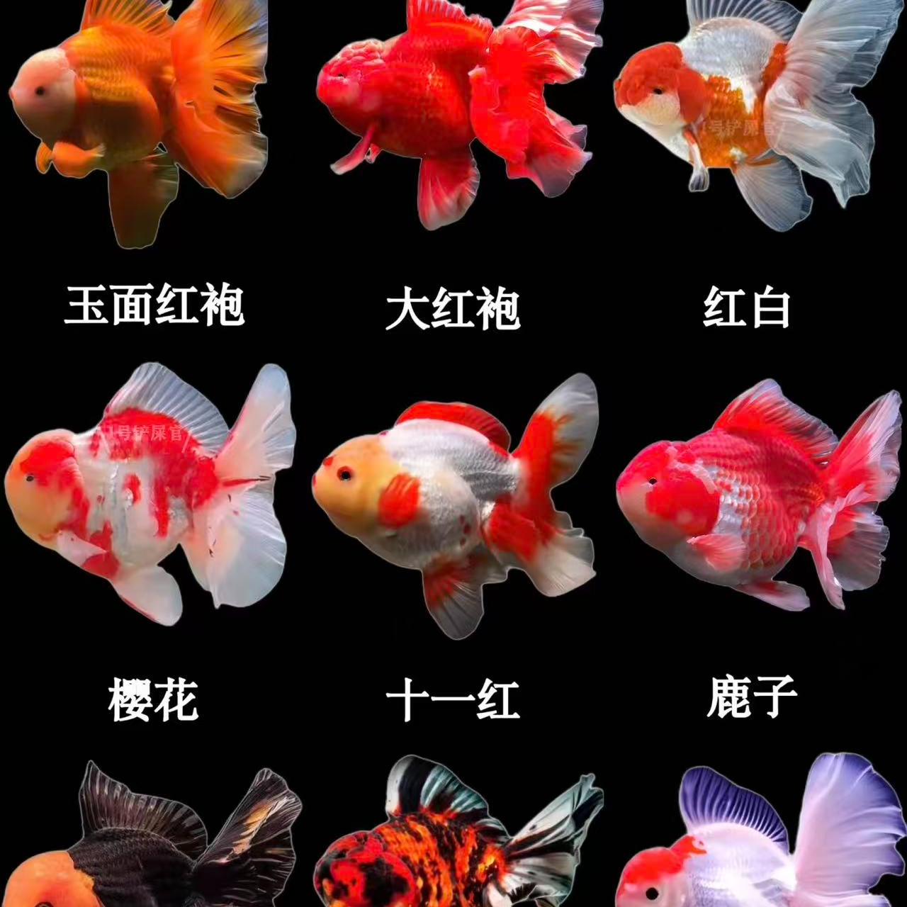 好养耐活观赏金鱼鱼苗含百褶泰狮丹顶红兰寿等品种