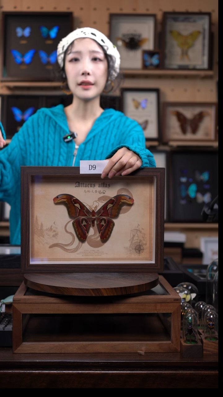 蝴蝶标本摆件竞拍d9