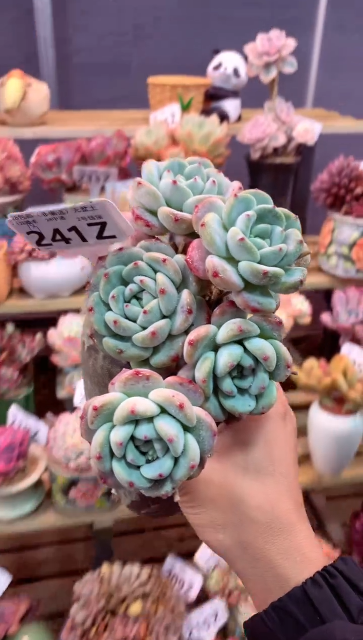 241Z（一物一拍，精品多肉，w所见即所得 ）