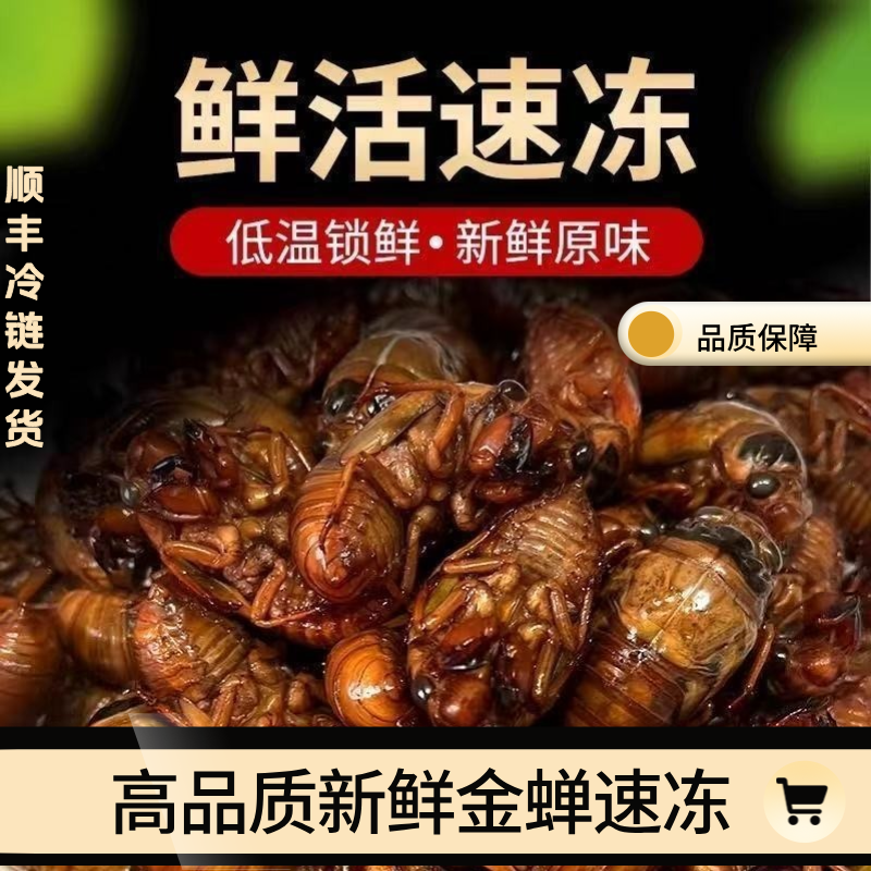 【2025新鲜高品质金禅】知了猴速冻现抓爬又猴蝉蛹