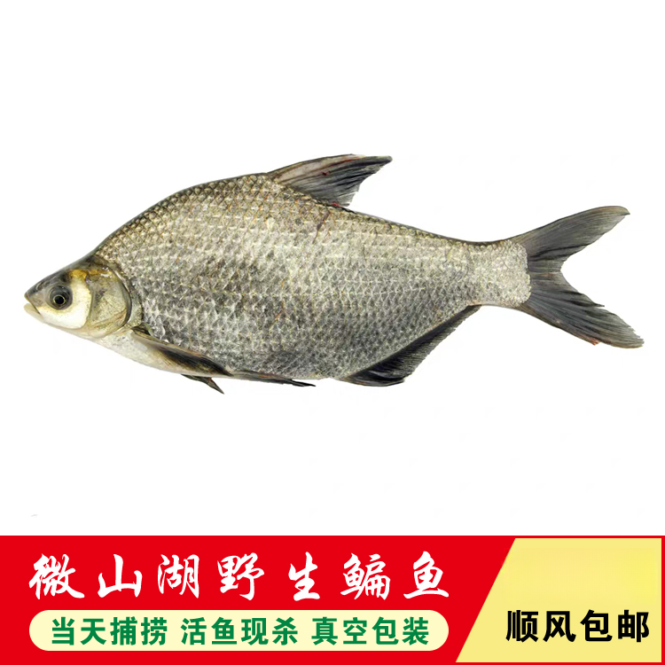 微山湖野生 柳叶鳊鱼《直播专用》