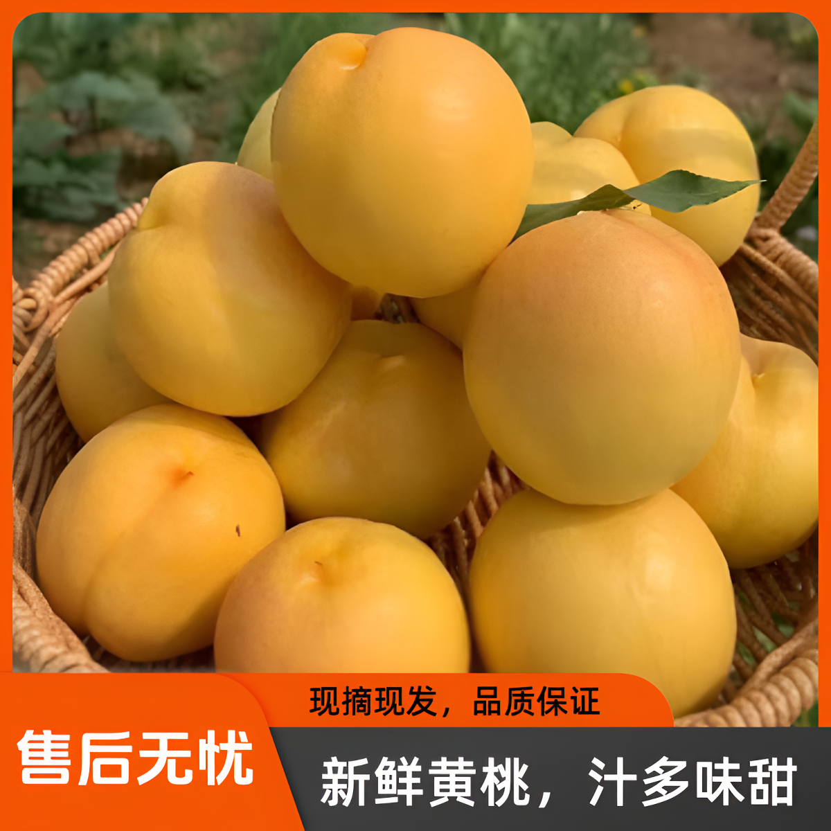 临沂蒙阴黄油桃新鲜当季水果脆甜爽口产地直发坏果黄金油包赔
