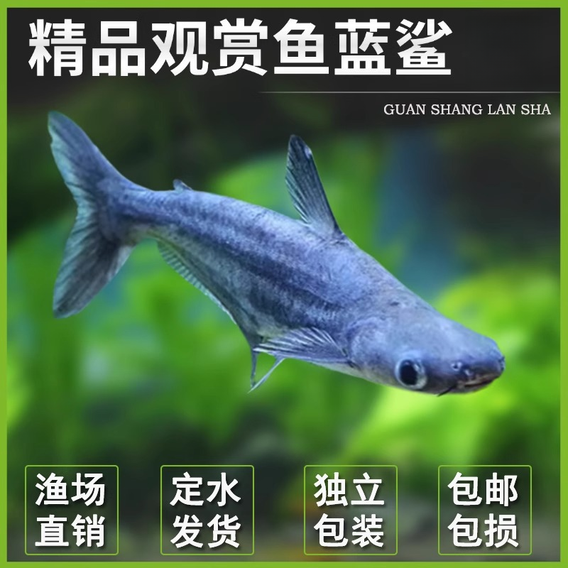淡水鲨鱼小蓝鲨白化鲨蓝虎鲨观赏鱼热带鱼银龙配鱼套餐包邮包活