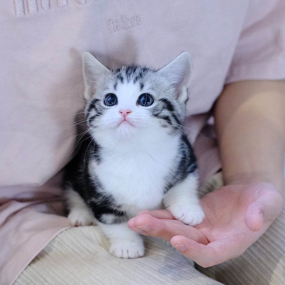 《灵猫婆婆猫舍》全款活体猫咪链接