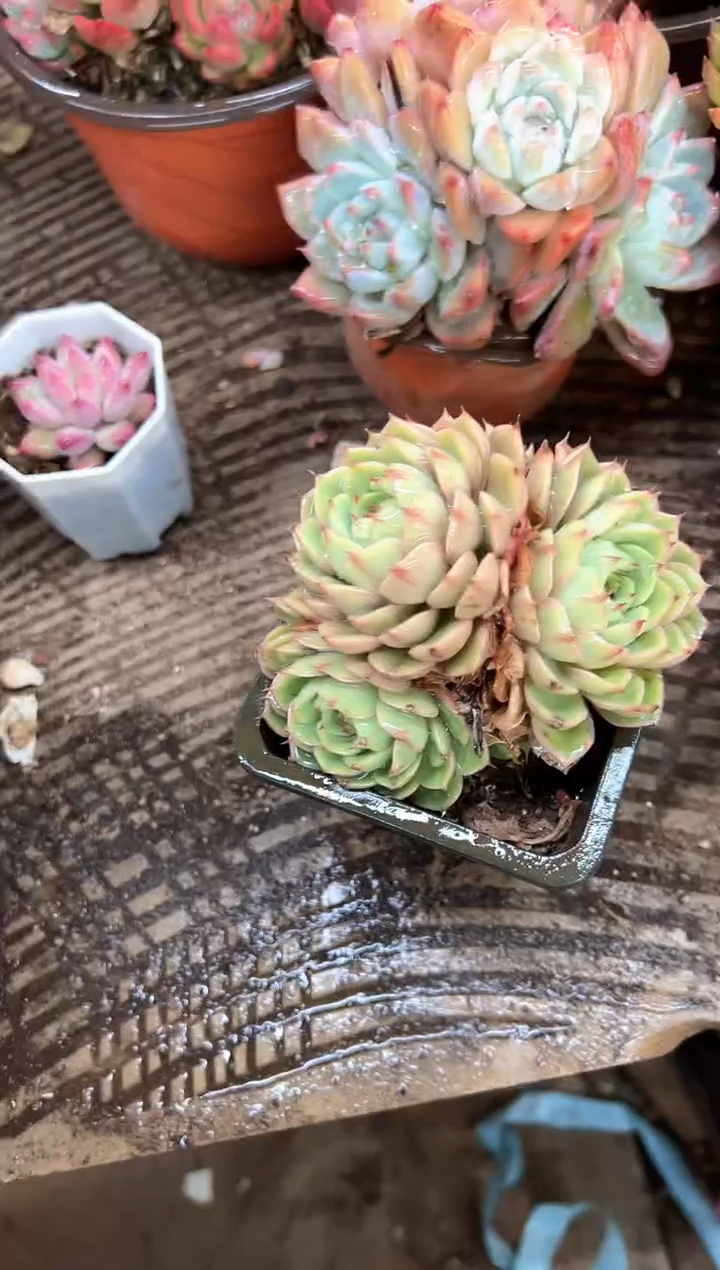 瑄**咪多肉植物一物一拍07398