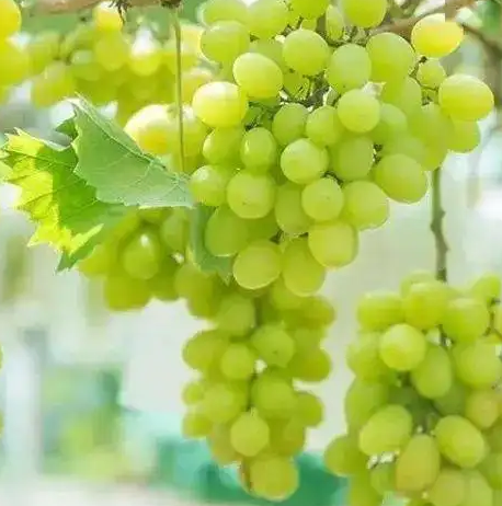 小蜜蜂葡萄约1斤 约1斤