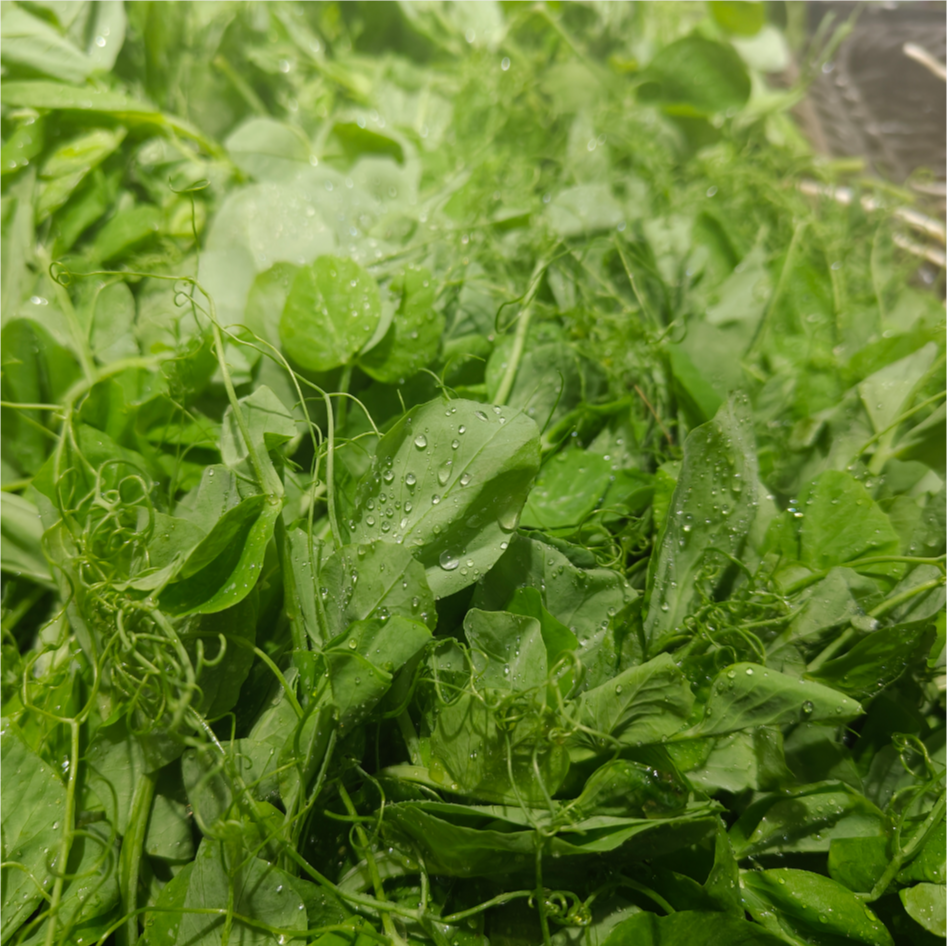 豌豆尖(新鲜)约250g