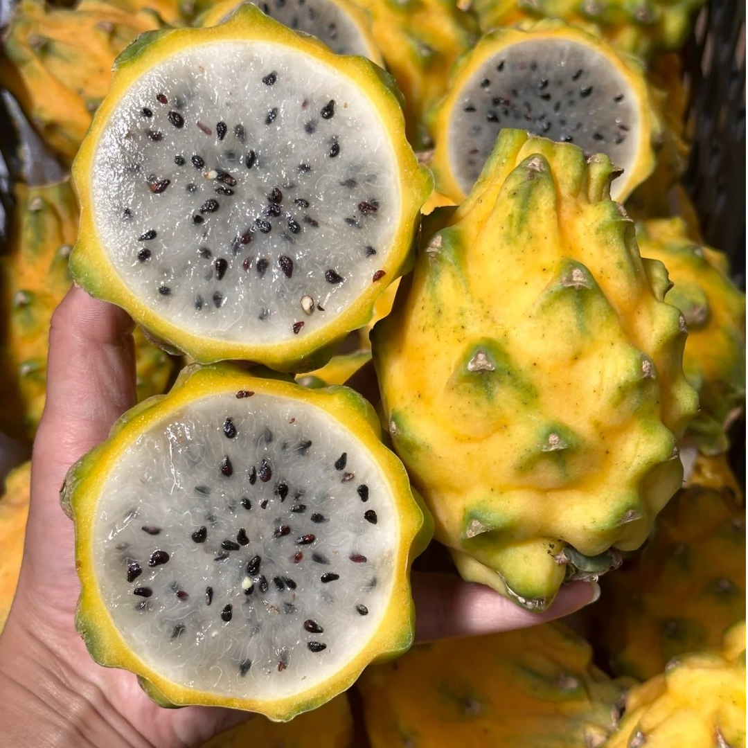 【云南】新到燕窝果金黄色的外皮，晶莹果肉，清甜中带有奶香味的口感2斤起新鲜