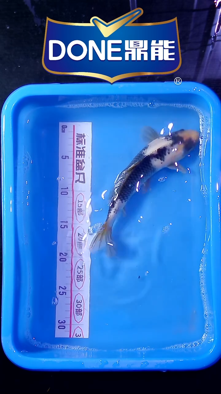 锦鲤直播间菁选 对版发货 27号