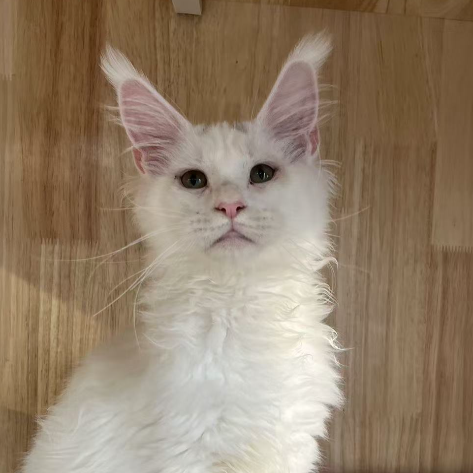 来了姊妹-纯白缅因猫 弟弟 12