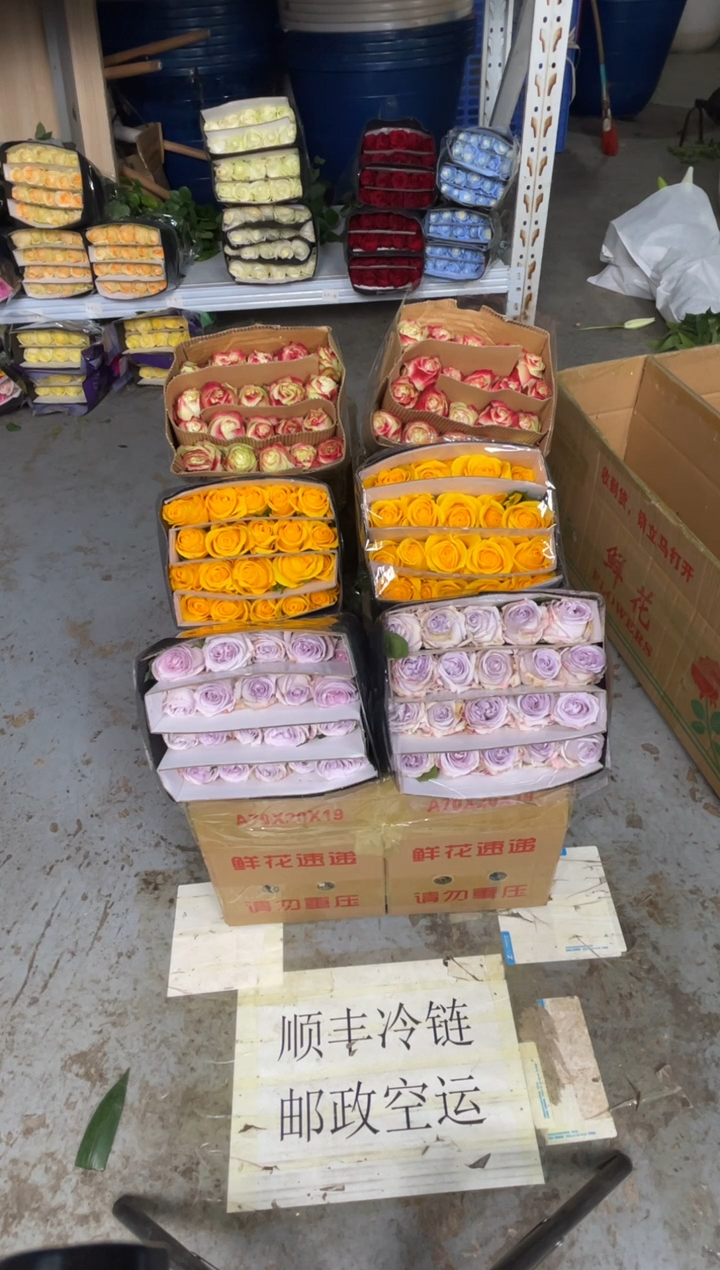 契机20枝+苹果杰克20枝+紫荔枝20枝