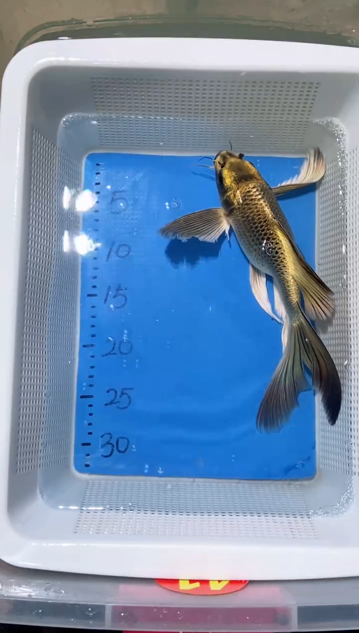 锦鲤锦鲤蝴蝶鲤鱼拍开箱视频包售后