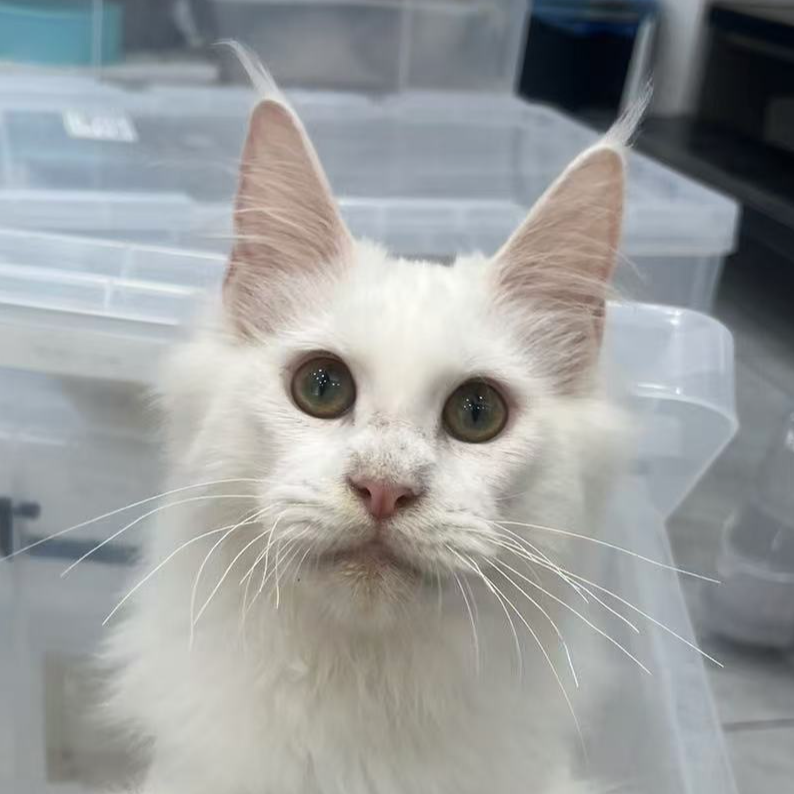 来了姊妹-纯白缅因猫 弟弟 1