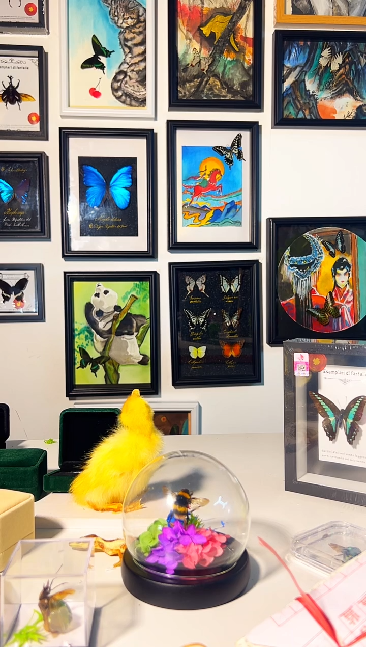 有机玻璃带框大兜虫