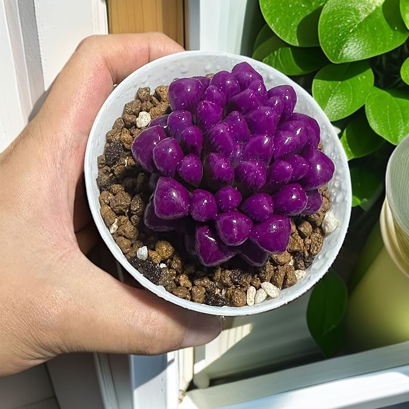 紫宝石紫水晶紫色水培多肉玉露带盆带土室内小型盆栽多肉植物