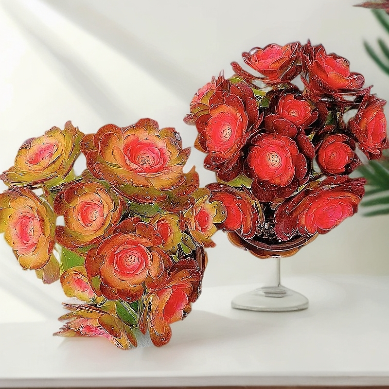 耐寒耐旱好养的彩虹法师锦多肉植物适合阳台楼顶花园前台新手好养