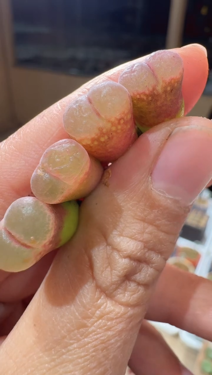 111多肉植物肉锥粉气泡风铃一颗