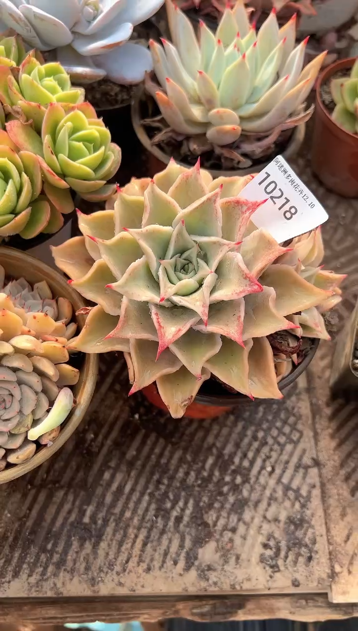 用****7多肉植物一物一拍10218