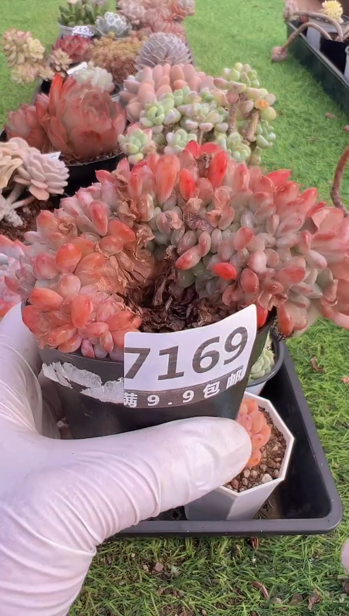 【闪购商品】信福多肉一物一拍