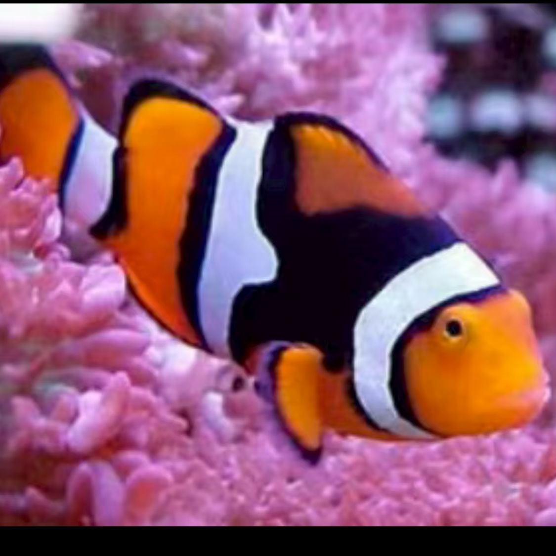 海水观赏鱼 半黑背心小丑鱼