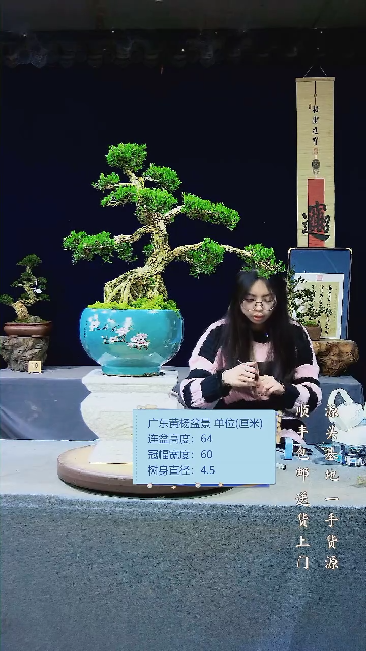 【闪购商品】雀舌黄杨盆景雀舌黄杨盆景