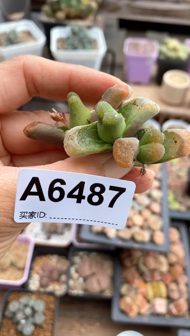 【闪购商品】6487直播一物一拍