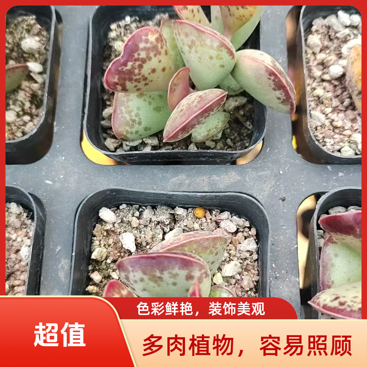 爱心水泡多肉植物盆栽品种好养适合办公室阳台