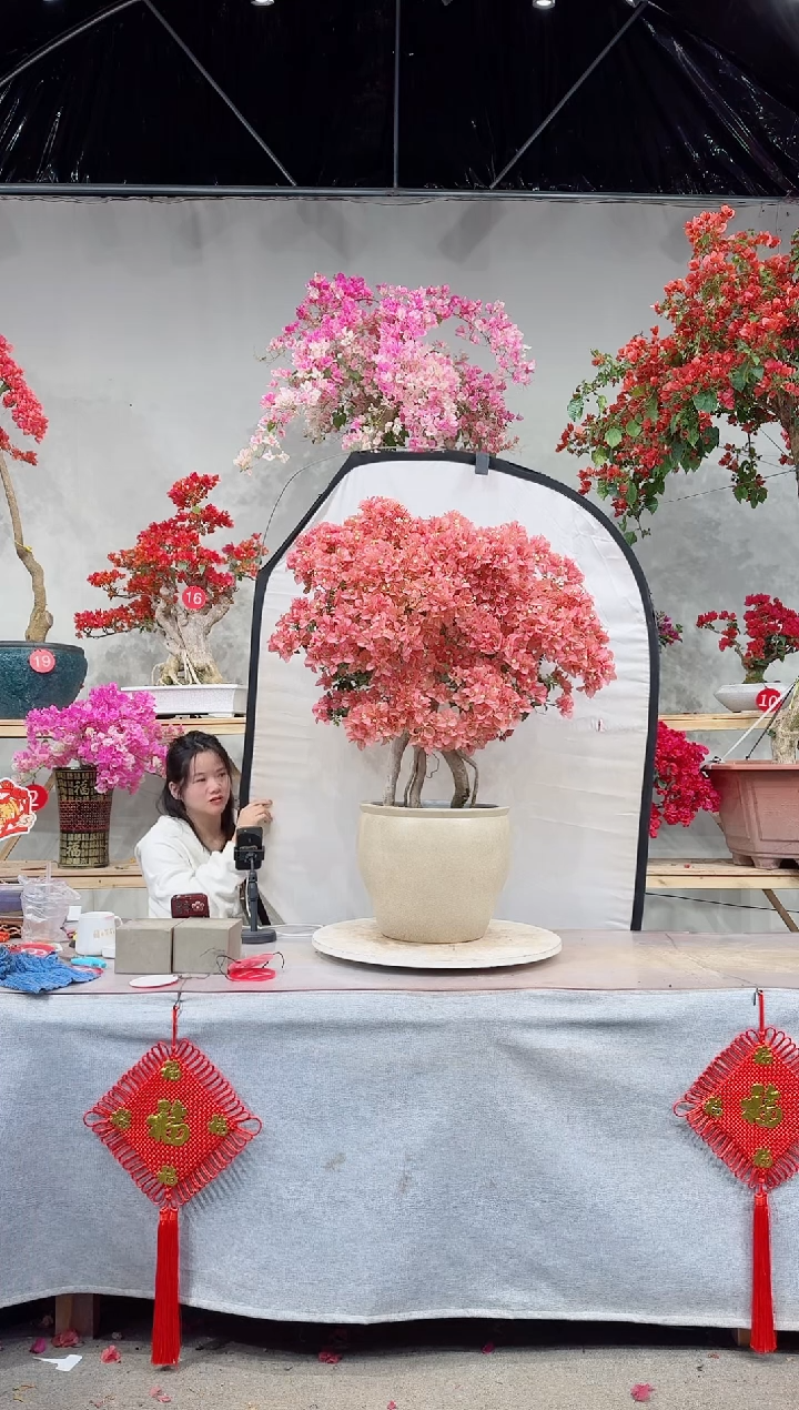 【闪购商品】盆景卡亚塔