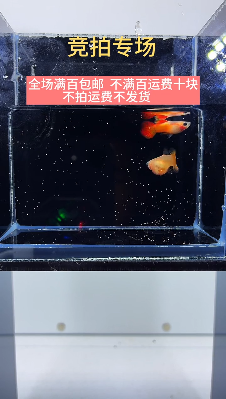 孔雀鱼皇家落日玻璃猫一对-19