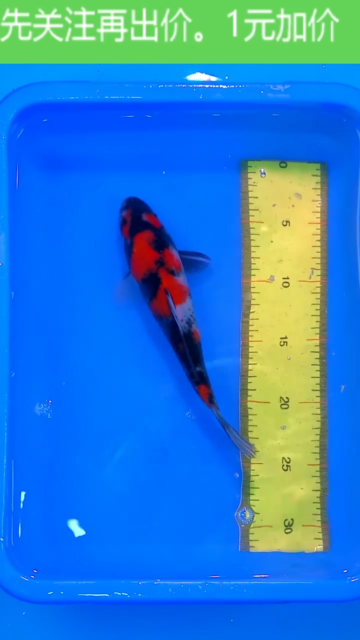 锦鲤12月18日锦鲤8