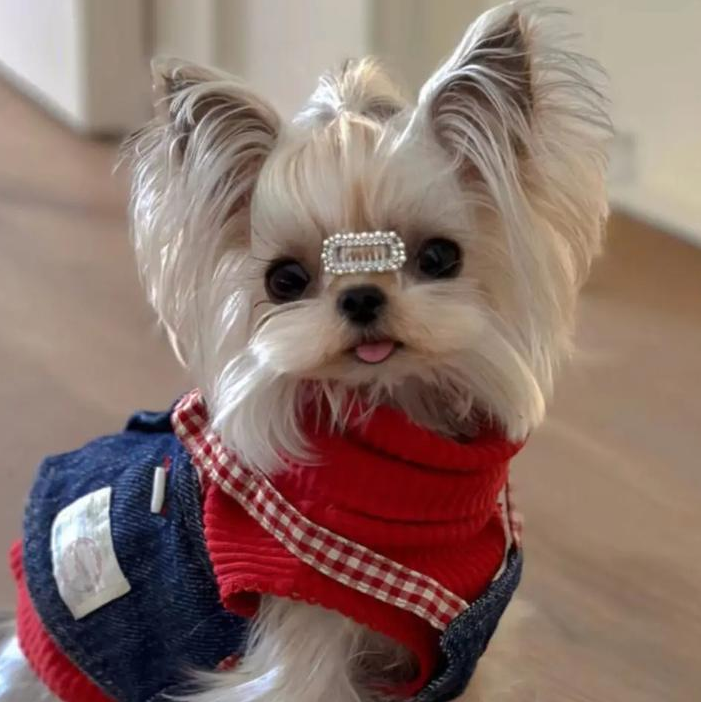 【万千宠爱】小岩   约克夏幼犬金头银背雪白银纯种约克夏超小体