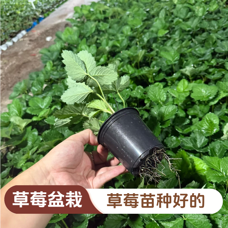 草莓苗盆栽种好带盆发货白草莓苗红草莓苗家庭阳台庭院盆栽草莓苗